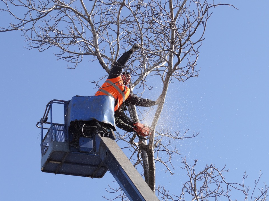 An image of tree service in Fullerton, CA.