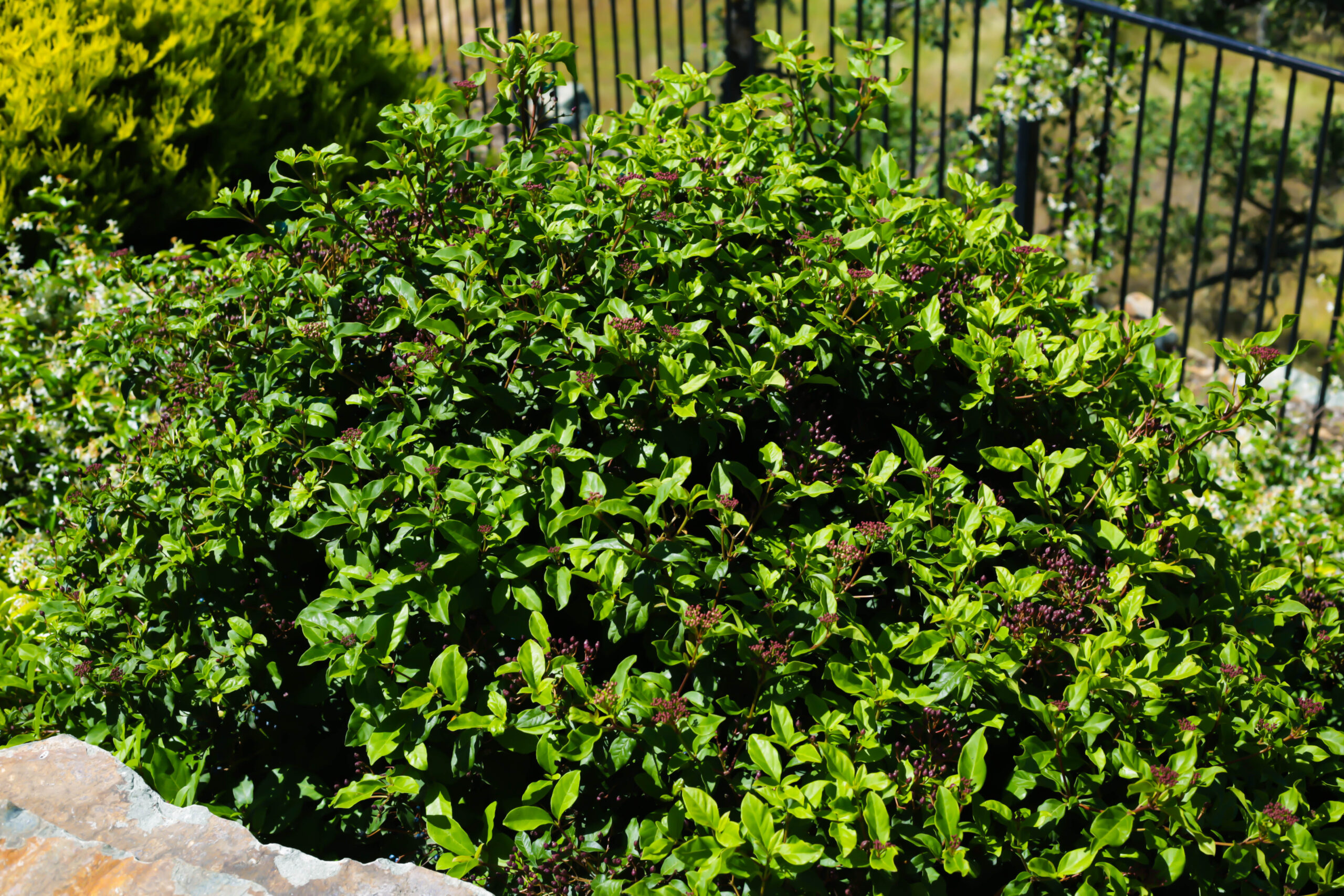 An image of bush trimming in Buena Park.