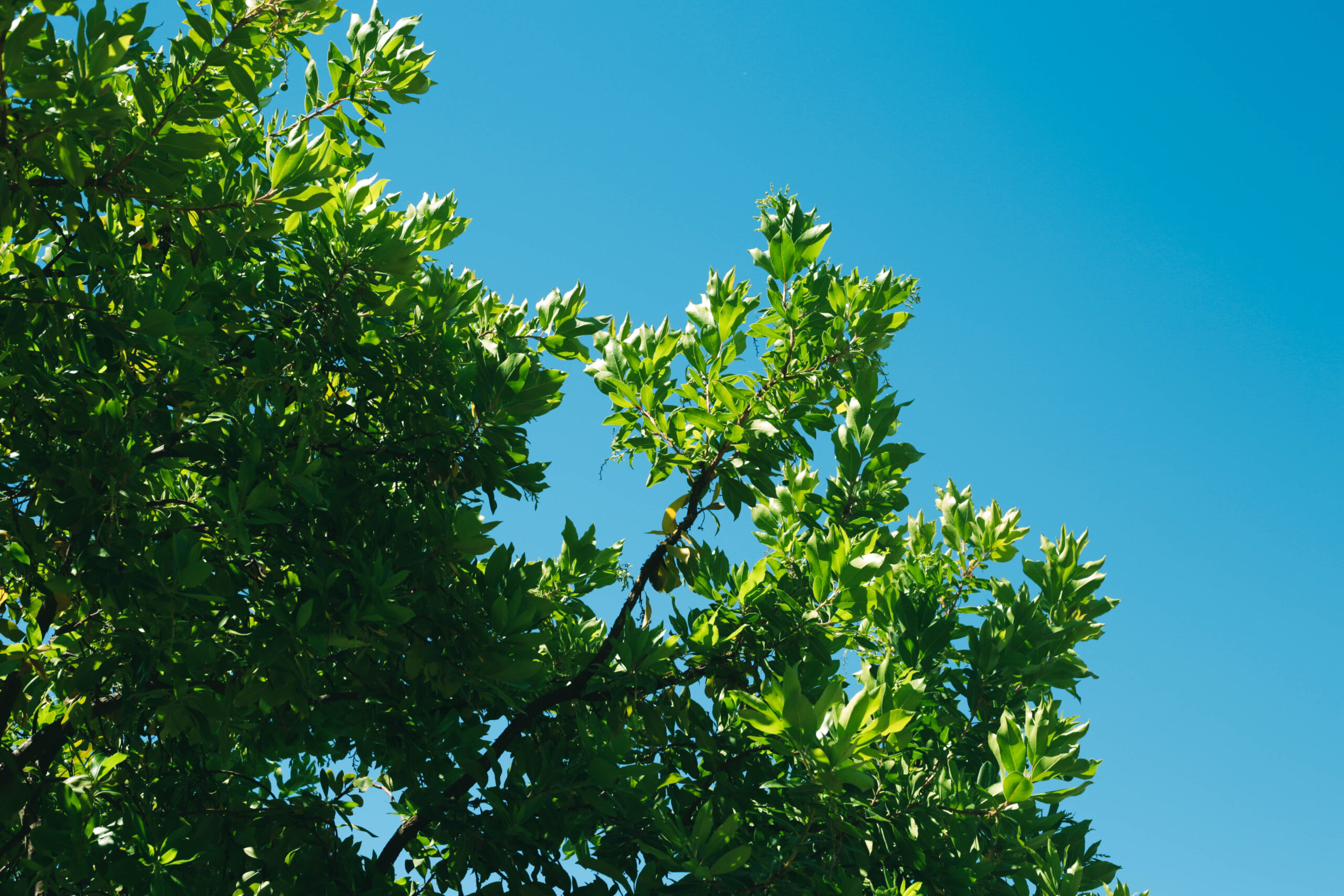 this is an image of fullerton pro tree services of tree trimming