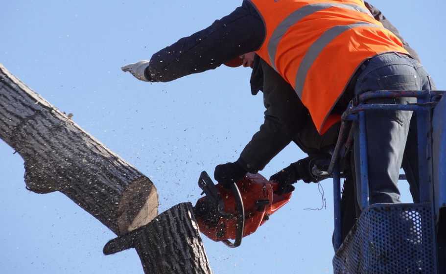 this image shows fullerton pro tree service crew at work