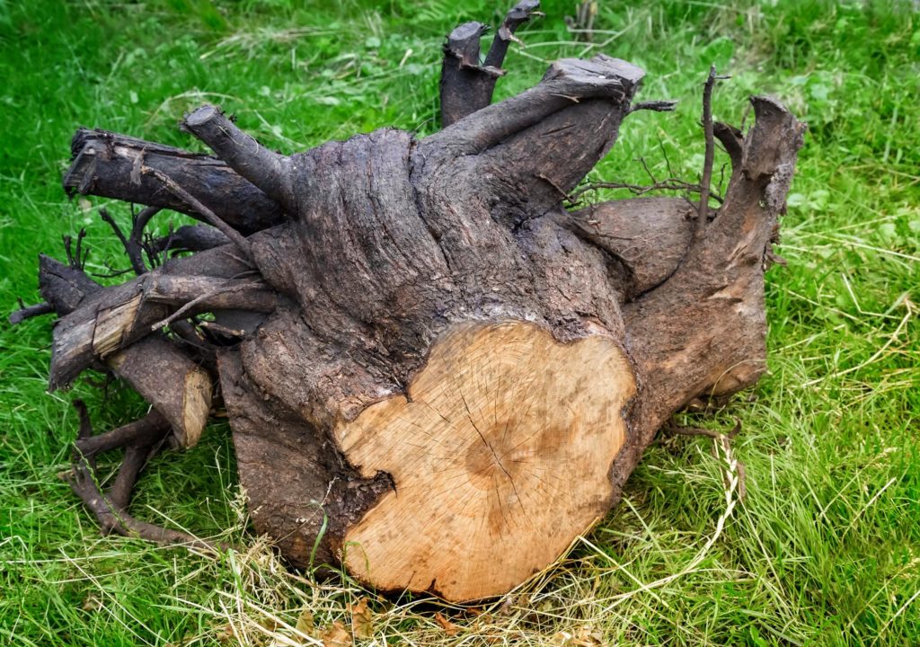 this image shows stump removal in fullerton, ca