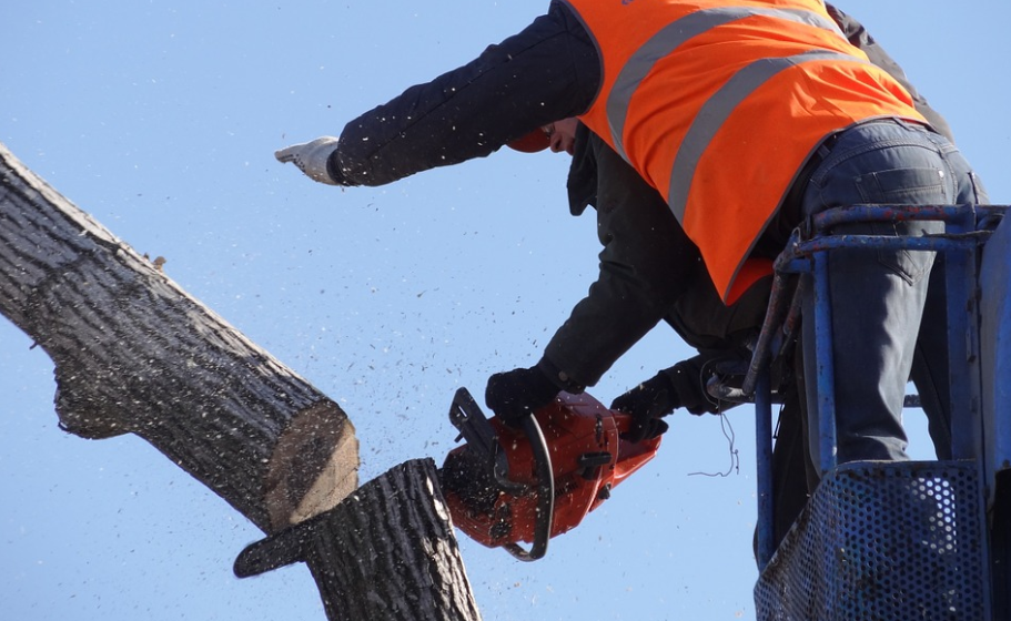 An image of tree cutting in Villa Park.