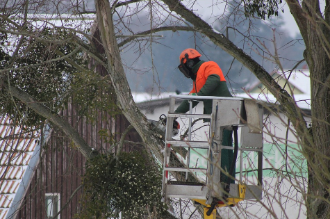 An image of tree pruning in La Habra Heights.