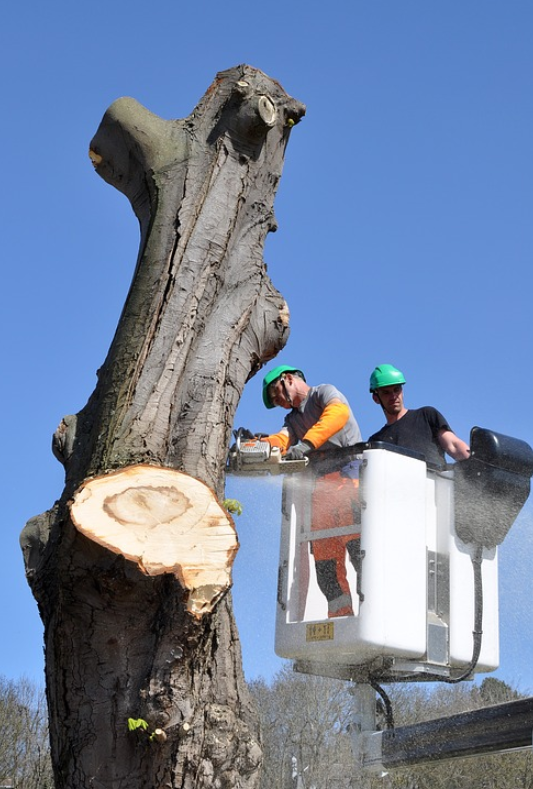 this image shows tree removal in fullerton, california