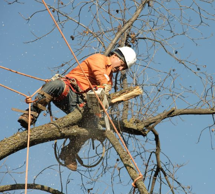 This is a picture of tree removal in  Placentia.