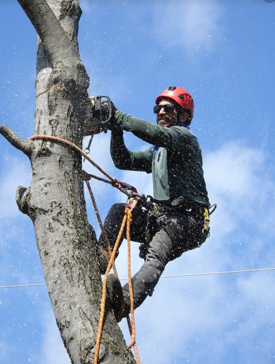 This is a picture of tree removal in Yorba Linda.