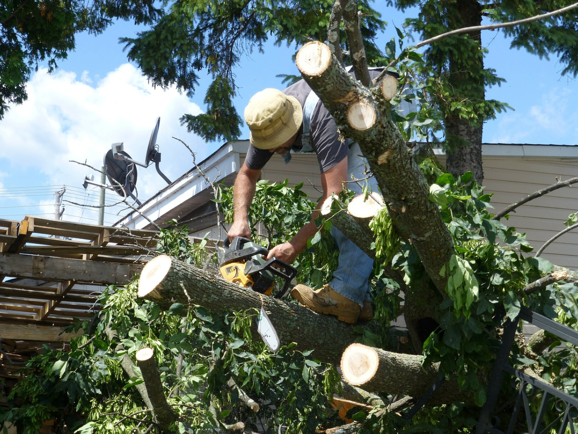 This is a picture of tree trimming in La Palma.