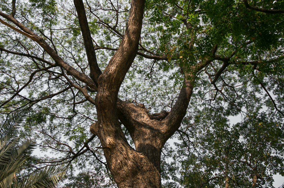 An image of tree doctor in Fullerton, CA.