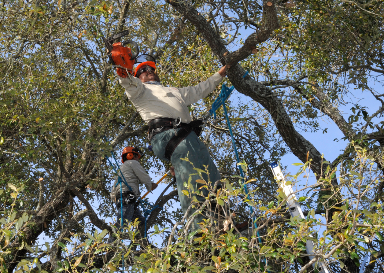 this is an image of tree service in fullerton