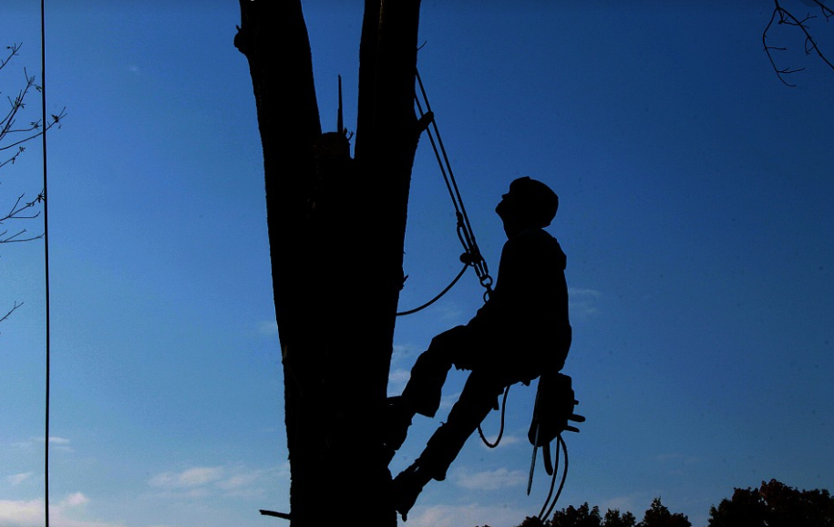 this is an image of tree service in fullerton
